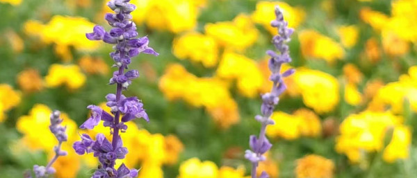 沈陽廢水廢氣土壤檢測機構:守護環境健康的堅實后盾